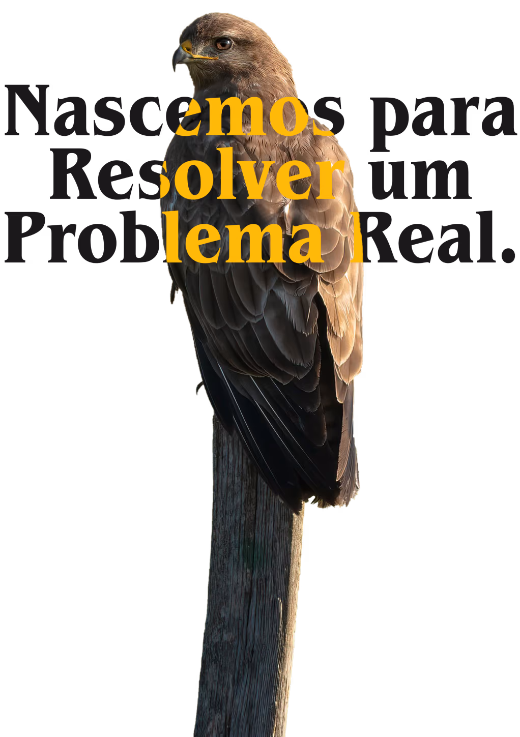 Ilustração de pássaro representando o início do Noticiato